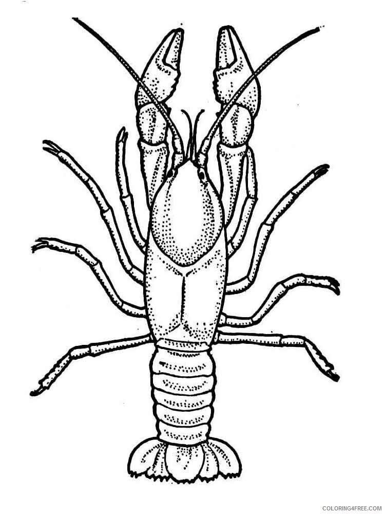 Crayfish Coloring Pages Animal Printable Sheets crayfish 5 2021 1282 Coloring4free