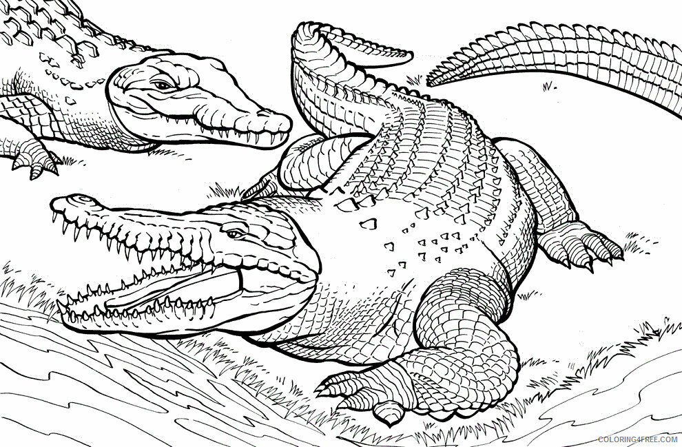 Crocodile Coloring Pages Animal Printable Sheets Crocodile 2021 1304 Coloring4free