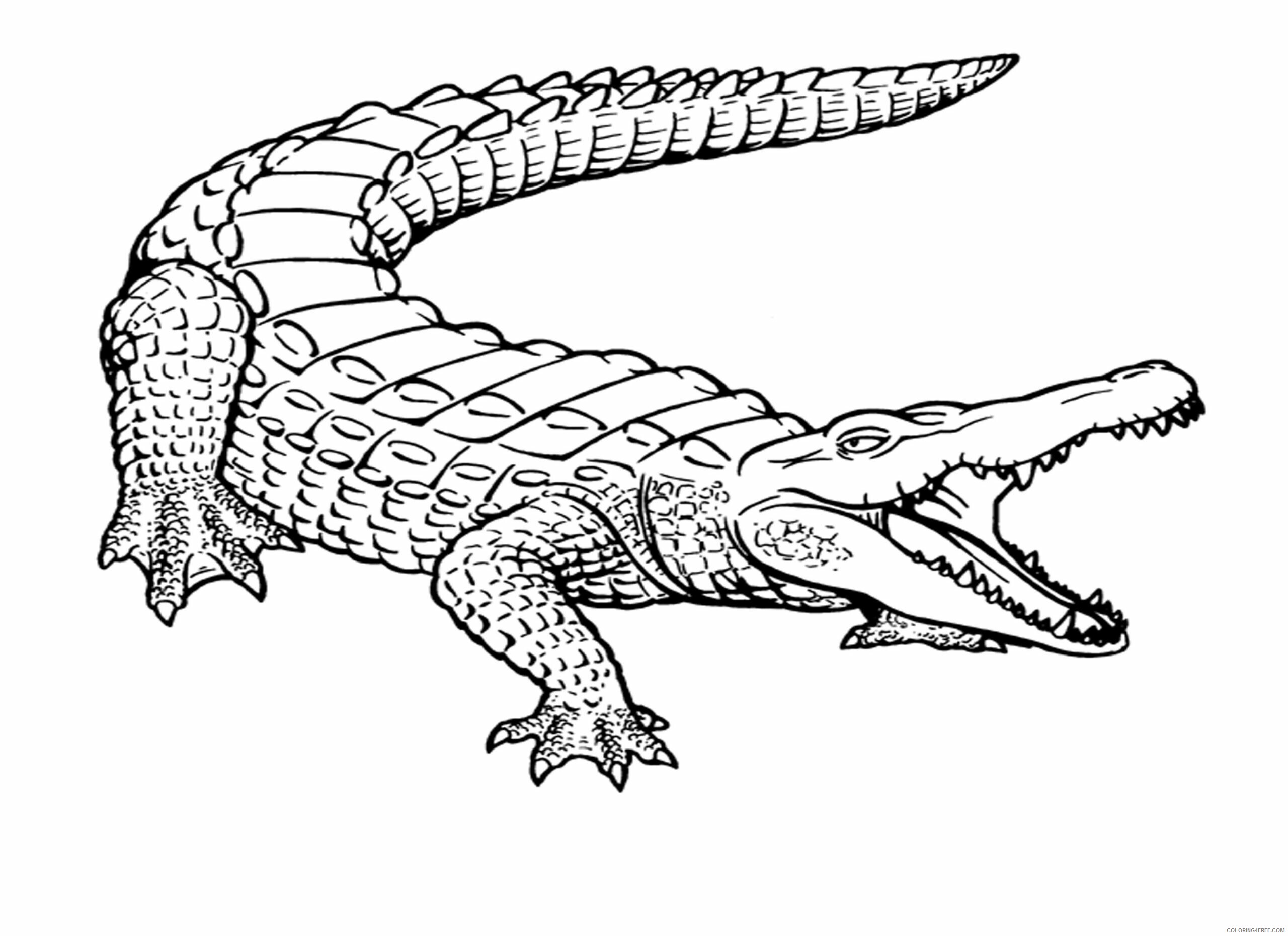 Crocodile Coloring Pages Animal Printable Sheets Crocodile Kids 2021 1310 Coloring4free