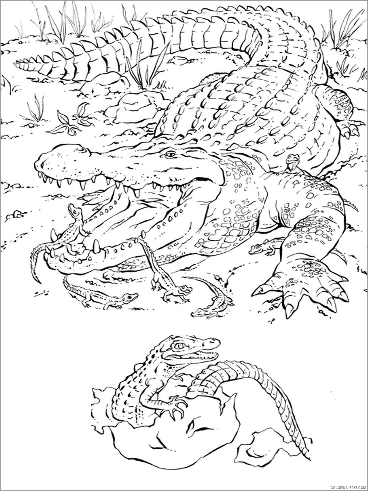 Crocodile Coloring Pages Animal Printable Sheets realistic african crocodile 2021 1328 Coloring4free