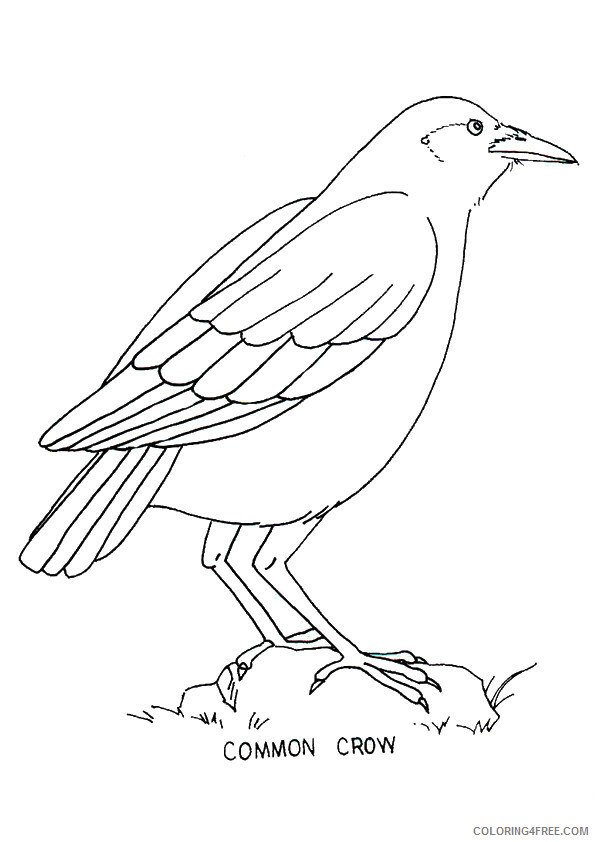 Crows Coloring Pages Animal Printable Sheets Common Crow 2021 1332 Coloring4free