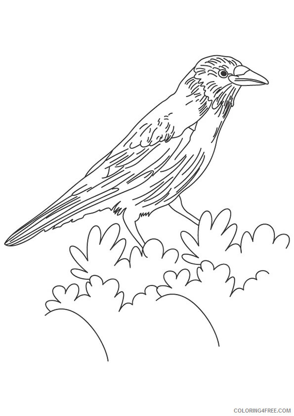 Crows Coloring Pages Animal Printable Sheets Crow on a Bush 2021 1338 Coloring4free
