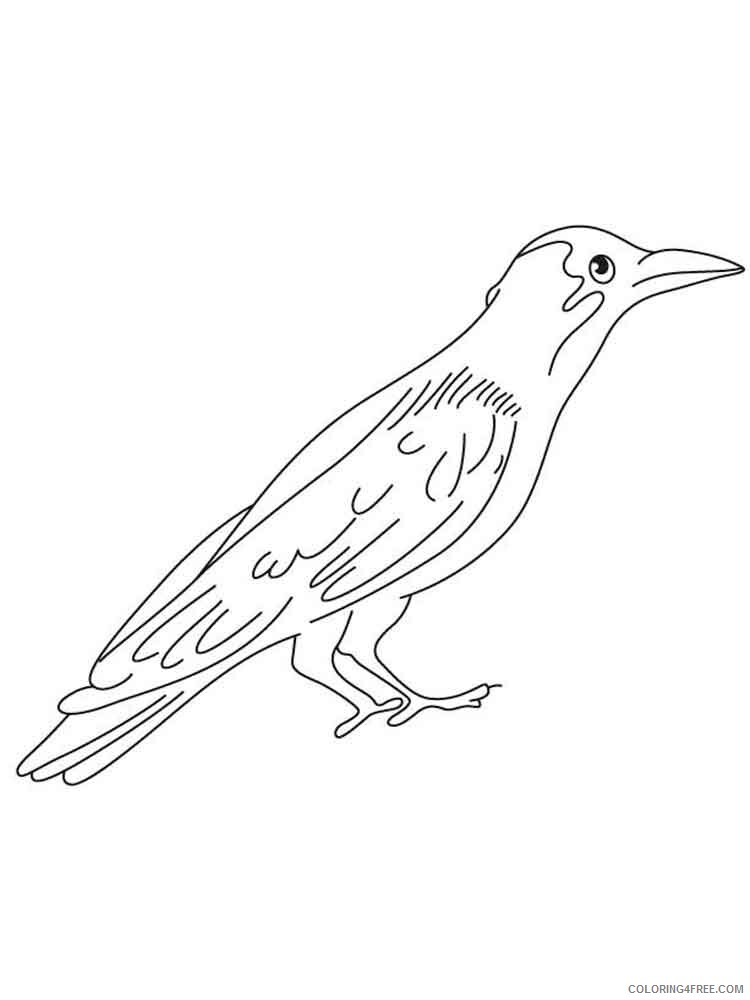 Crows Coloring Pages Animal Printable Sheets Crows birds 10 2021 1339 Coloring4free