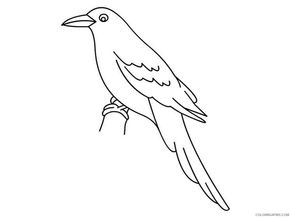 Crows Coloring Pages Animal Printable Sheets Crows birds 3 2021 1341 Coloring4free