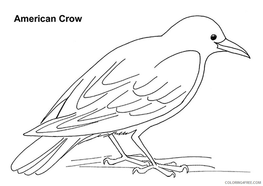 Crows Coloring Pages Animal Printable Sheets american crow 2021 1331 Coloring4free