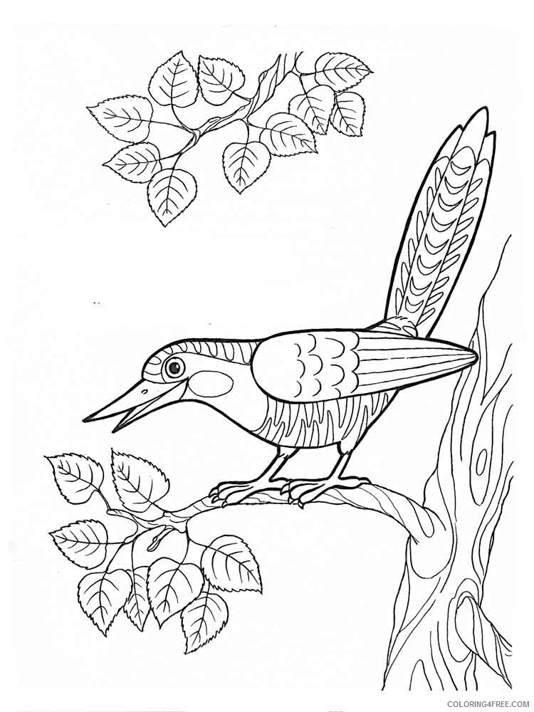 Cuckoos Coloring Pages Animal Printable Sheets Cuckoos birds 10 2021 1352 Coloring4free