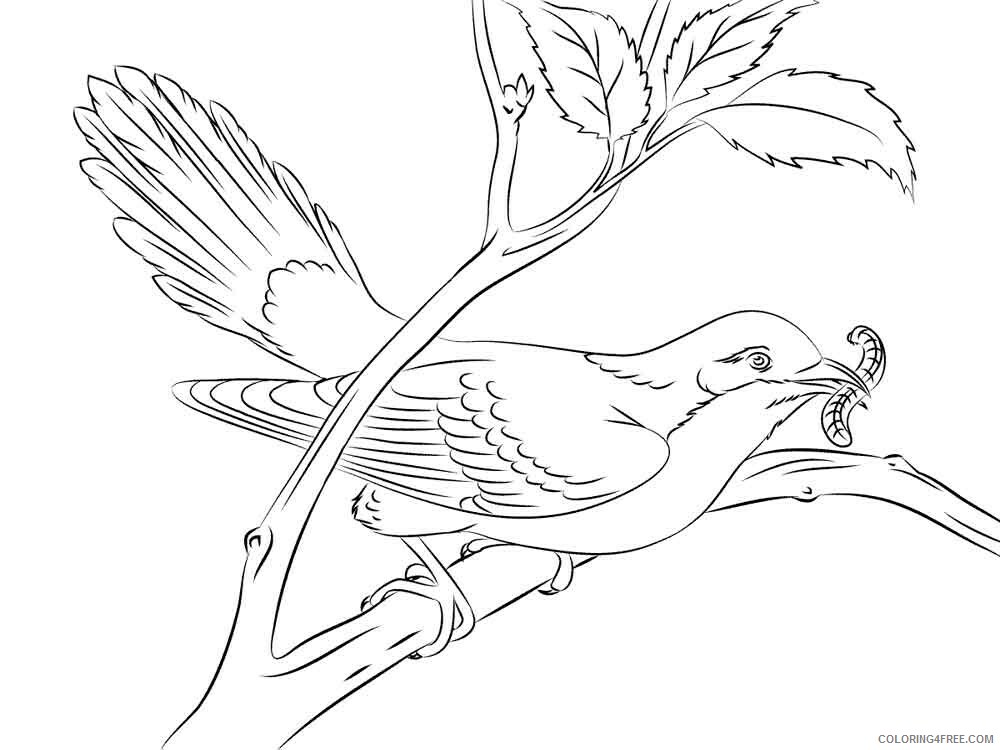 Cuckoos Coloring Pages Animal Printable Sheets Cuckoos birds 11 2021 1353 Coloring4free