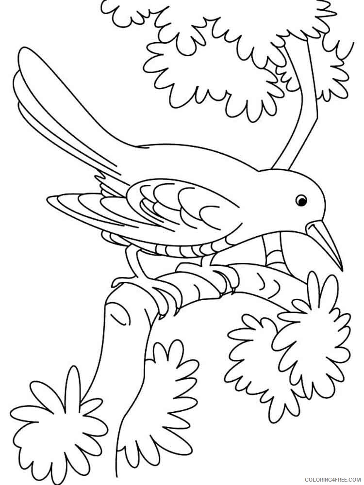 Cuckoos Coloring Pages Animal Printable Sheets Cuckoos birds 2 2021 1357 Coloring4free