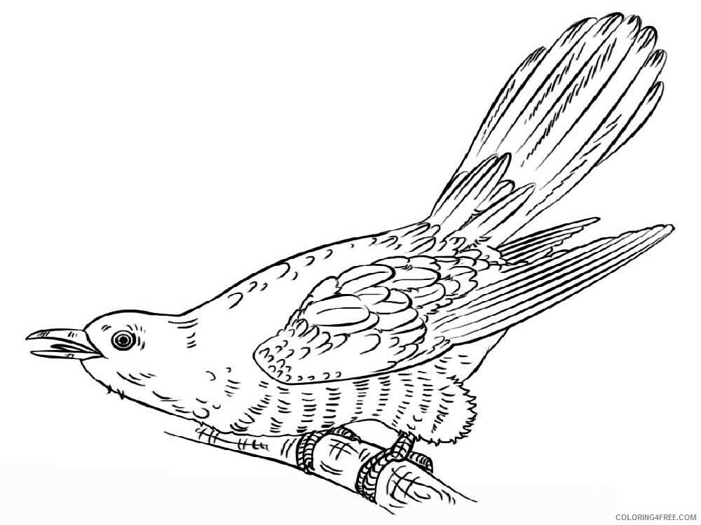 Cuckoos Coloring Pages Animal Printable Sheets Cuckoos birds 4 2021 1359 Coloring4free