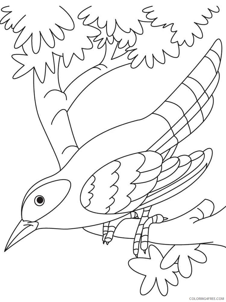 Cuckoos Coloring Pages Animal Printable Sheets Cuckoos birds 6 2021 1361 Coloring4free