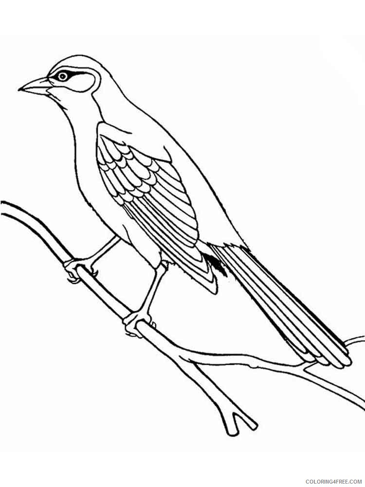 Cuckoos Coloring Pages Animal Printable Sheets Cuckoos birds 8 2021 1363 Coloring4free