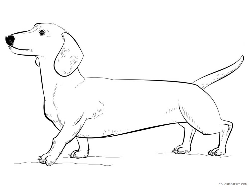 Dachshund Coloring Pages Animal Printable Sheets Dachshund 4 2021 1400 Coloring4free