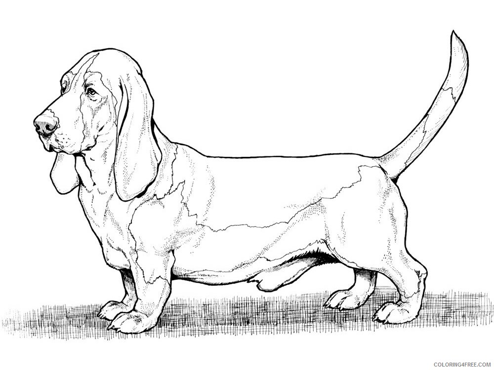 Dachshund Coloring Pages Animal Printable Sheets Dachshund 6 2021 1402 Coloring4free
