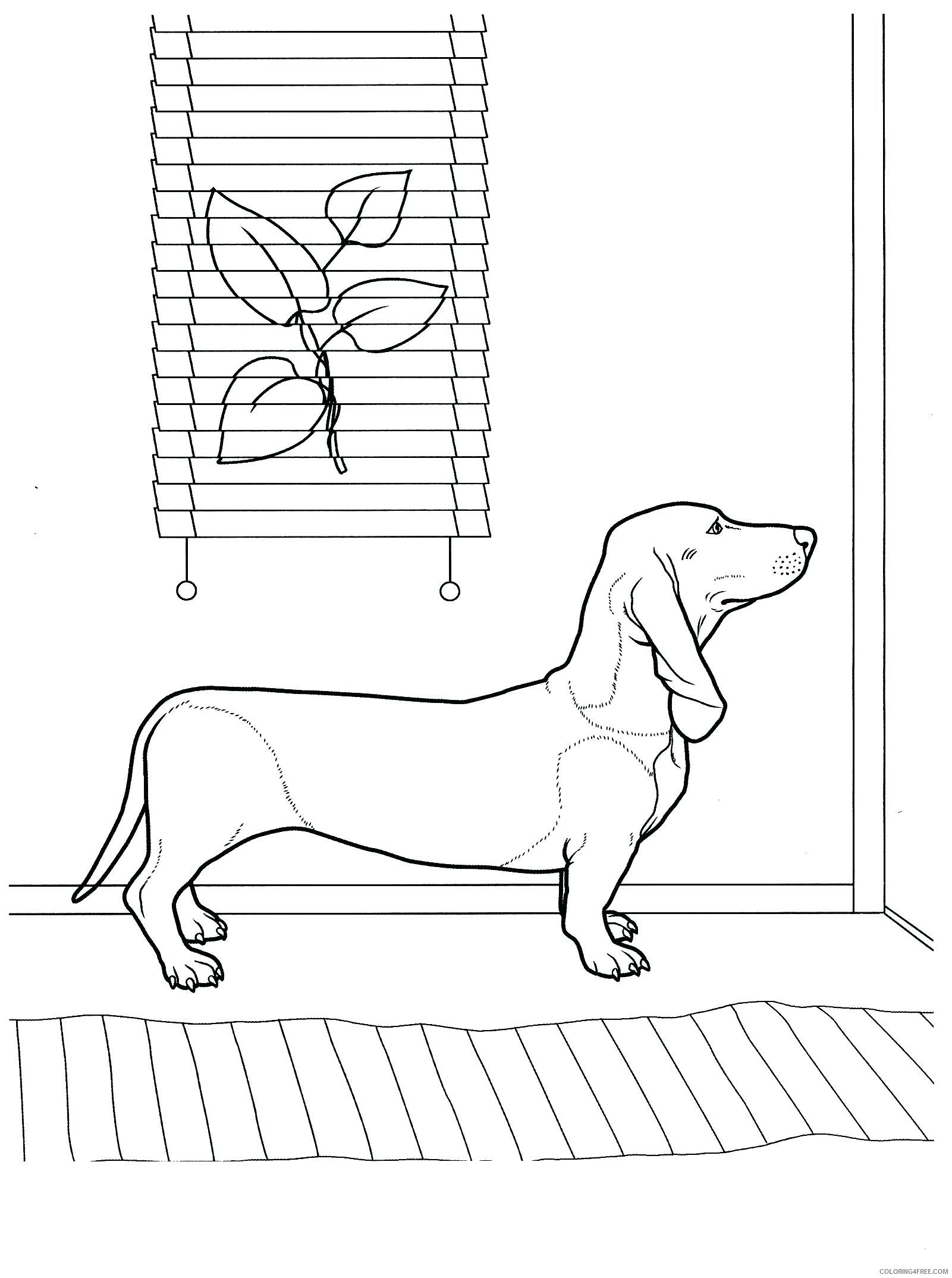 Dachshund Coloring Pages Animal Printable Sheets Dachshund Waiting at Door 2021 Coloring4free