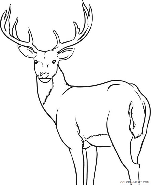 Deer Coloring Pages Animal Printable Sheets Alpha Male Deer 2021 1413 Coloring4free