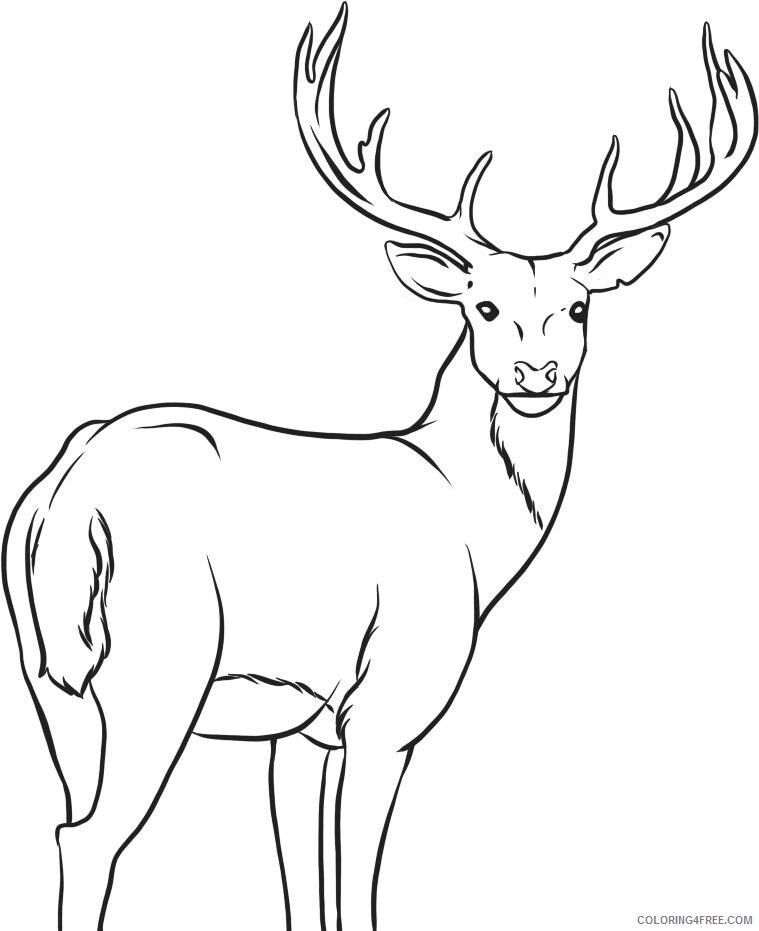 Deer Coloring Pages Animal Printable Sheets Deer 2021 1417 Coloring4free