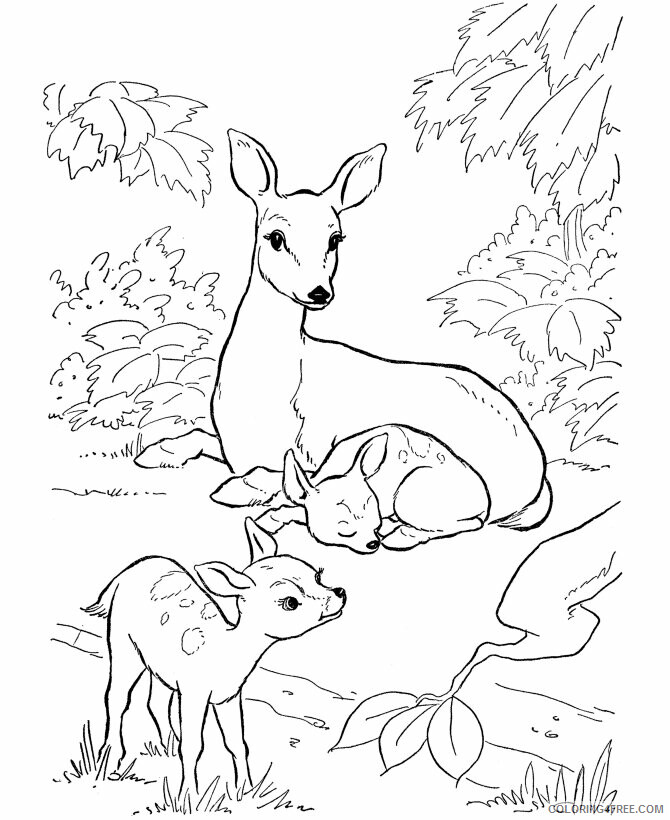 Deer Coloring Pages Animal Printable Sheets Deer 2021 1431 Coloring4free