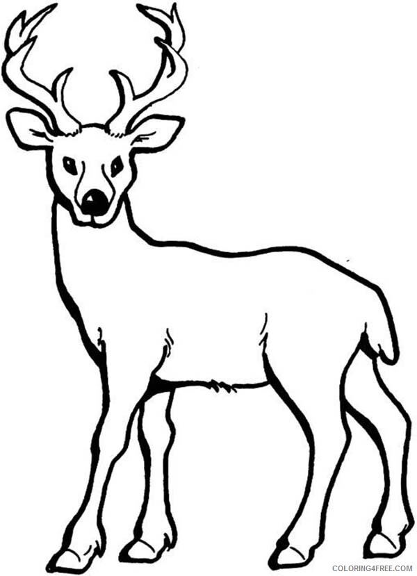 Deer Coloring Pages Animal Printable Sheets Deer 2021 1432 Coloring4free