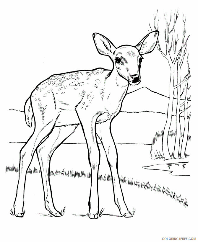 Deer Coloring Pages Animal Printable Sheets Deer 2021 1438 Coloring4free