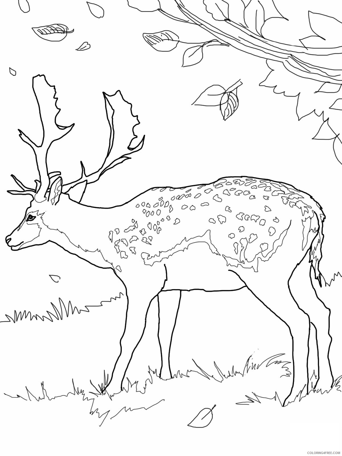 Deer Coloring Pages Animal Printable Sheets Deer 2021 1442 Coloring4free