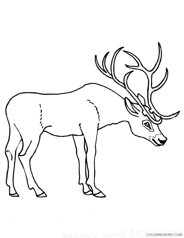 Deer Coloring Pages Animal Printable Sheets Deer Antler 2021 1429 Coloring4free