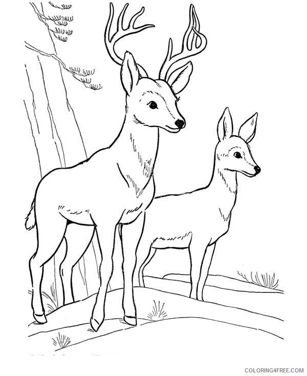 Deer Coloring Pages Animal Printable Sheets Deer Fawn Picture 2021 1439 Coloring4free