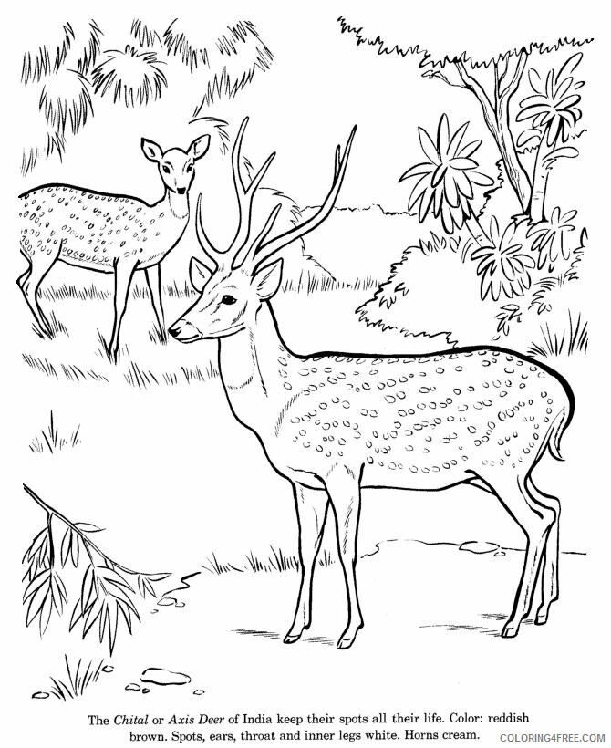 Deer Coloring Pages Animal Printable Sheets Deer Photos 2021 1434 Coloring4free