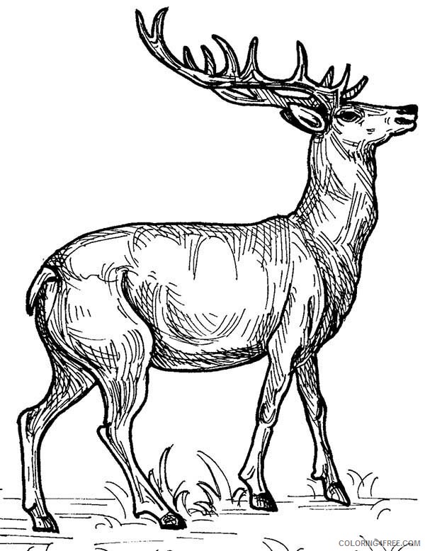 Deer Coloring Pages Animal Printable Sheets Deer Sketch 2021 1443 Coloring4free