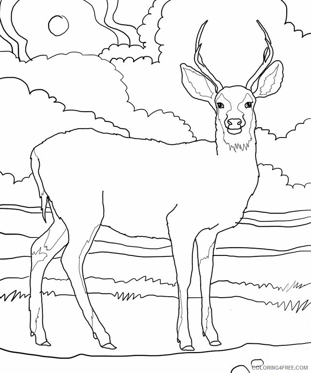 Deer Coloring Pages Animal Printable Sheets Deer To Print 2021 1437 Coloring4free
