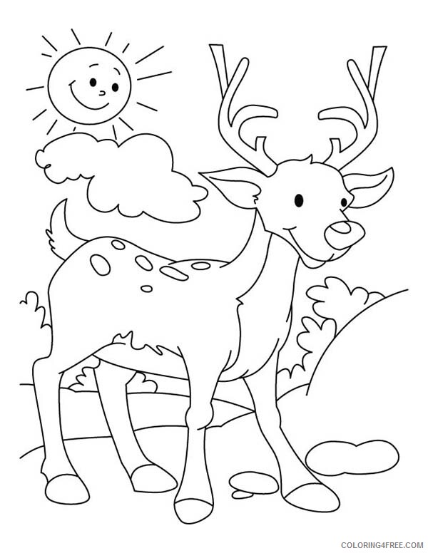 Deer Coloring Pages Animal Printable Sheets Deer Walking Around 2021 1445 Coloring4free