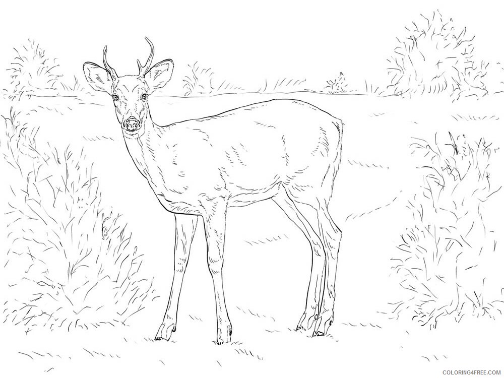 Deer Coloring Pages Animal Printable Sheets Deer animal 348 2021 1428 Coloring4free