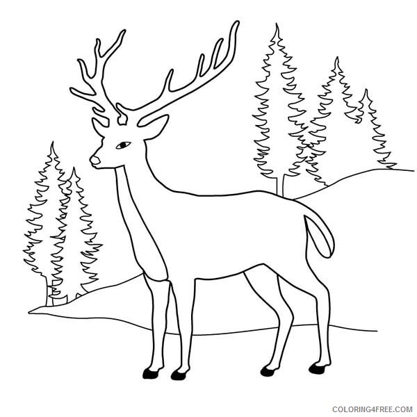 Deer Coloring Pages Animal Printable Sheets Deer at Pine Forest 2021 1430 Coloring4free