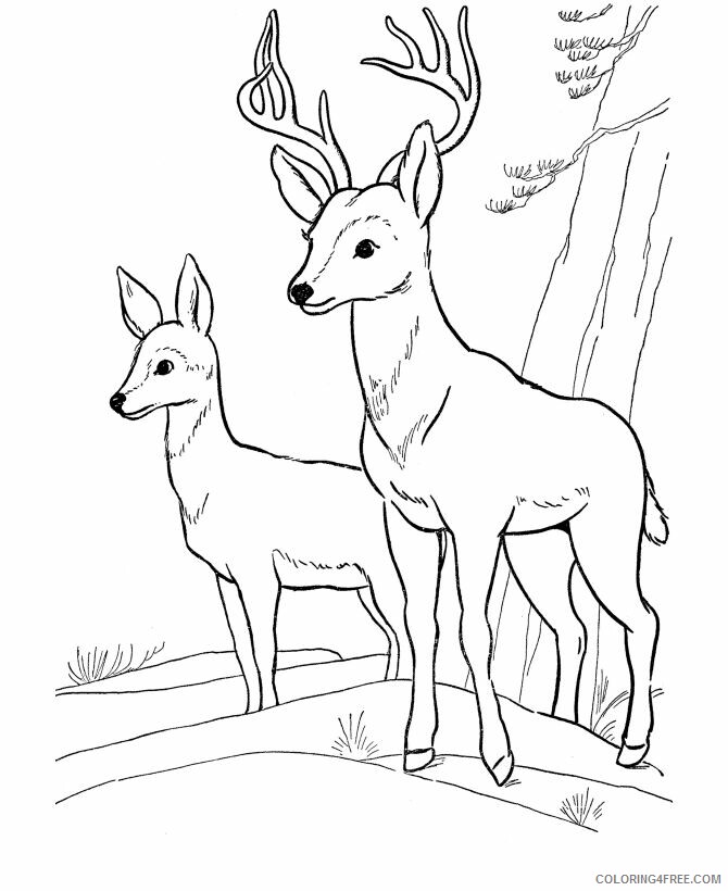 Deer Coloring Pages Animal Printable Sheets Wild Animal Deer 2021 1453 Coloring4free