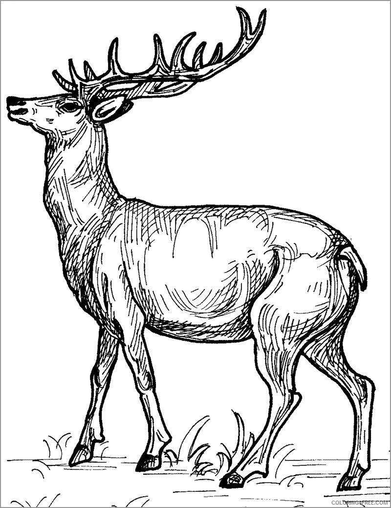 Deer Coloring Pages Animal Printable Sheets detailed deer 2021 1446 Coloring4free