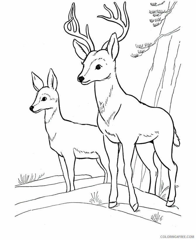 Deer Coloring Pages Animal Printable Sheets of Deer 2021 1418 Coloring4free
