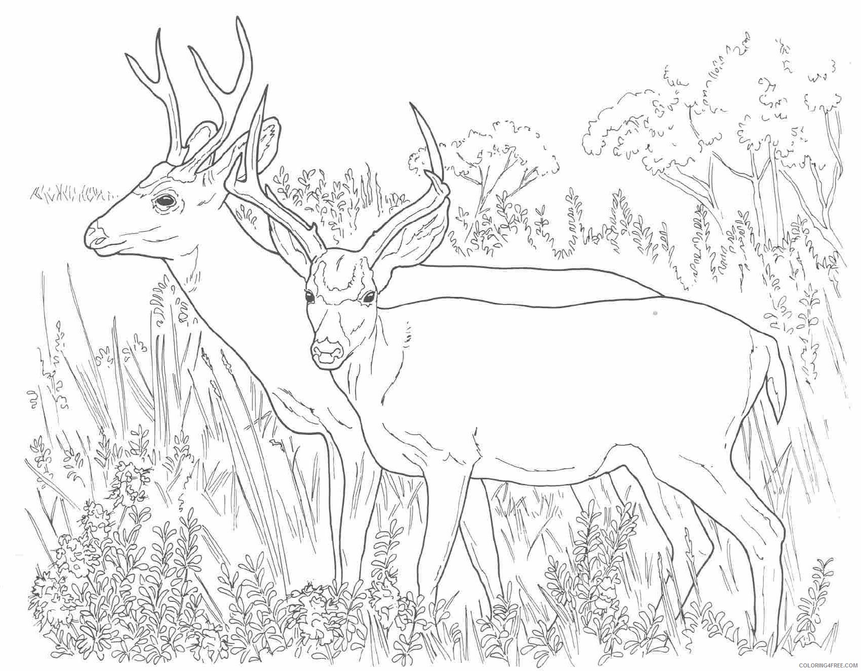 Deer Coloring Sheets Animal Coloring Pages Printable 2021 1060 Coloring4free