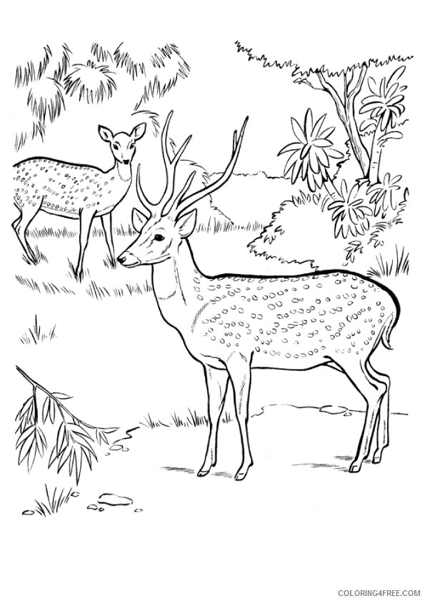 Deer Coloring Sheets Animal Coloring Pages Printable 2021 1061 Coloring4free