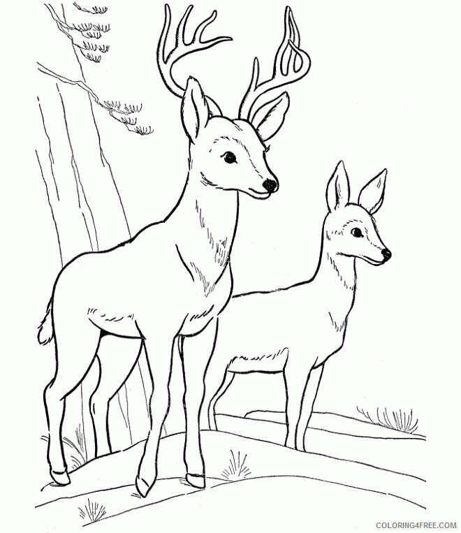 Deer Coloring Sheets Animal Coloring Pages Printable 2021 1084 Coloring4free