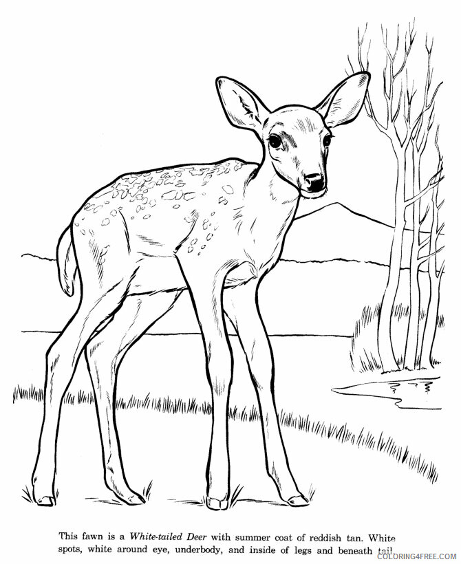 Deer Coloring Sheets Animal Coloring Pages Printable 2021 1092 Coloring4free