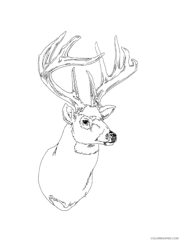 Deer Head Coloring Pages Animal Printable Sheets deer head 10 2021 1456 Coloring4free