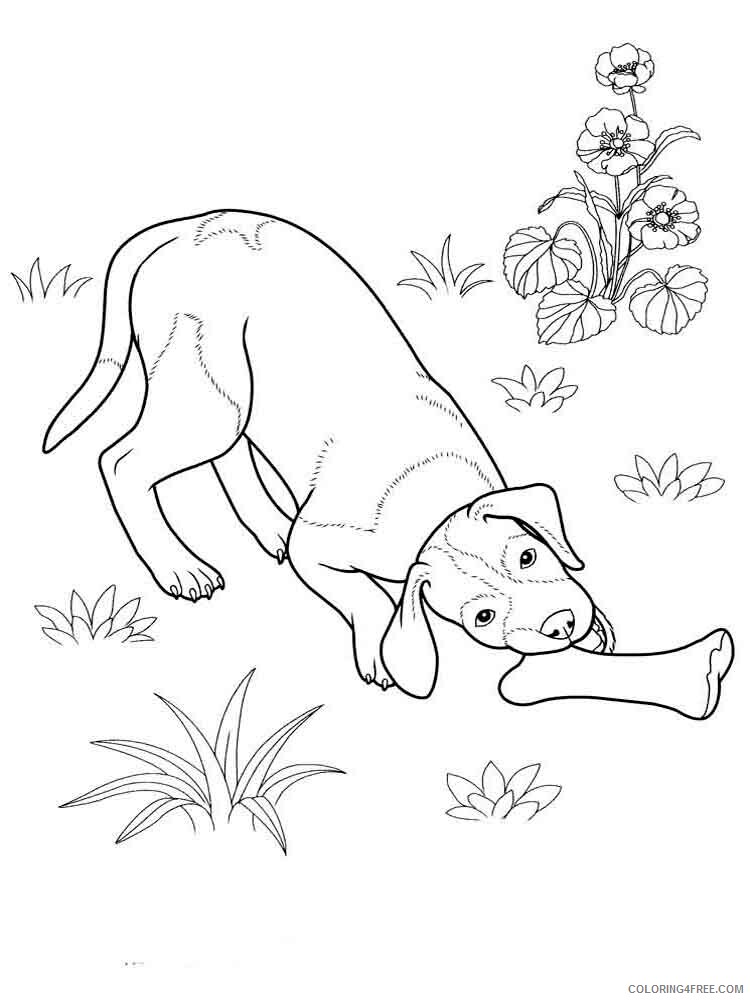 Dogs Coloring Pages Animal Printable Sheets animals dogs 2 2021 1517 Coloring4free