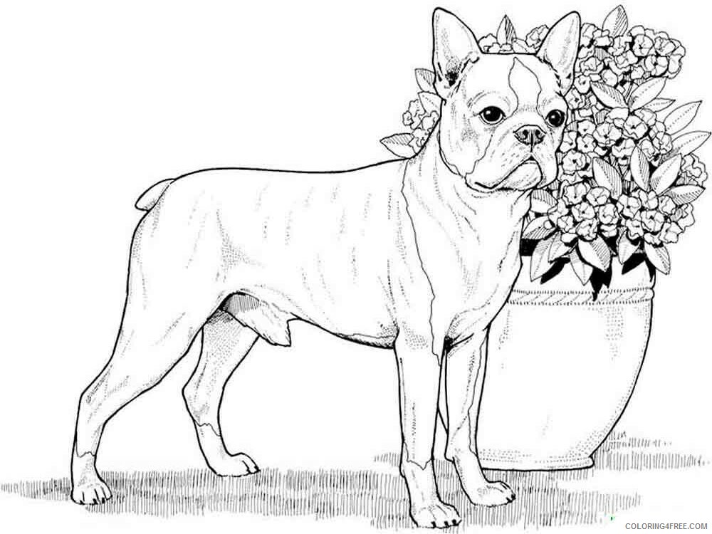 Dogs Coloring Pages Animal Printable Sheets animals dogs 21 2021 1519 Coloring4free