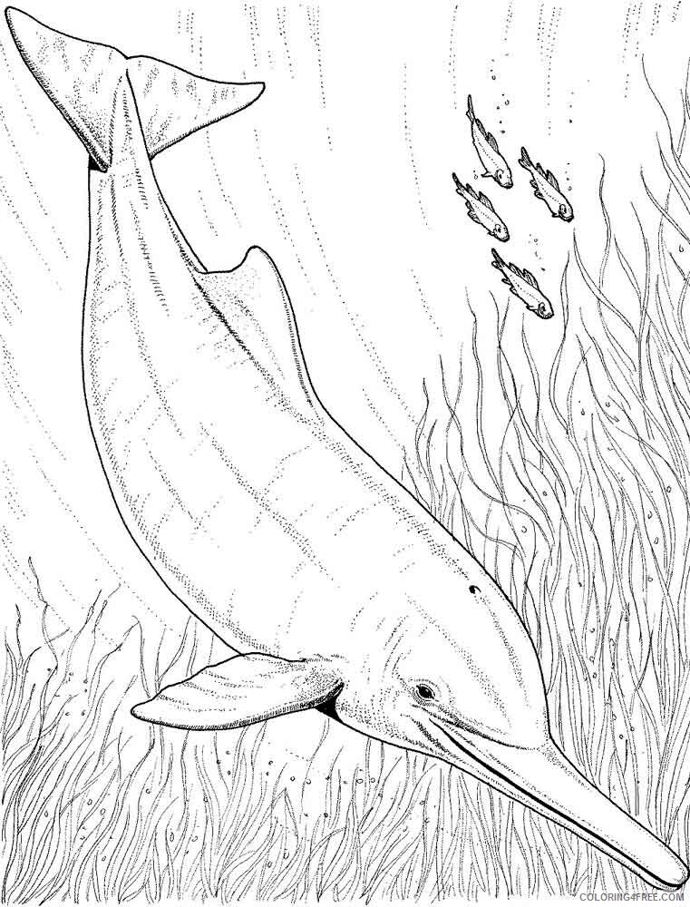 Dolphin Coloring Pages Animal Printable Sheets animals dolphin 10 2021 1638 Coloring4free