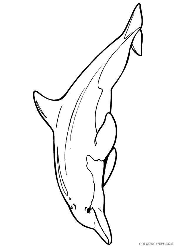 Dolphin Coloring Pages Animal Printable Sheets chinese white dolphin a4 2021 1631 Coloring4free