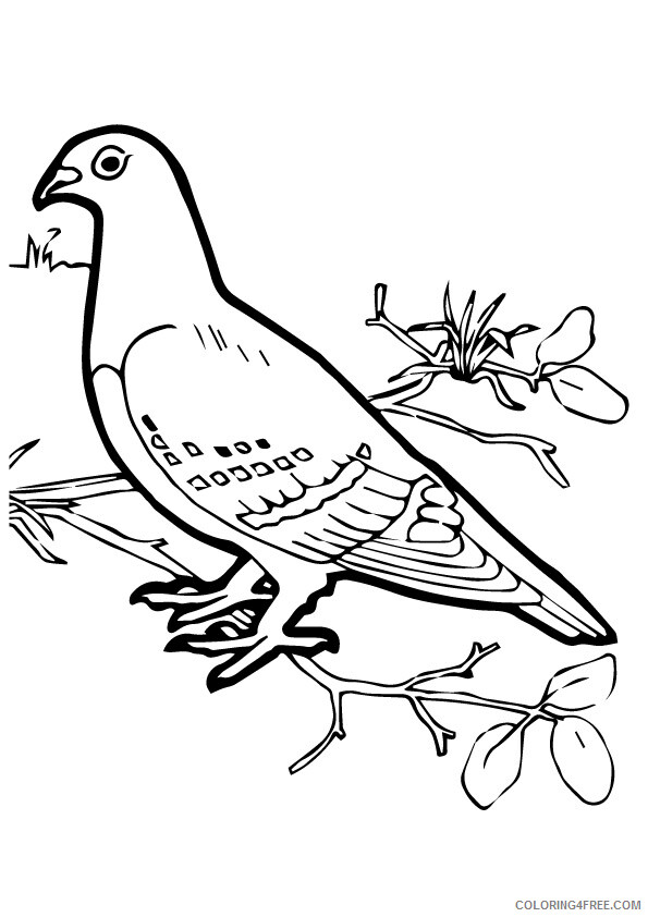 Dove Coloring Sheets Animal Coloring Pages Printable 2021 1345 Coloring4free