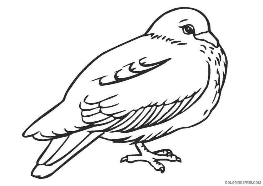 Dove Coloring Sheets Animal Coloring Pages Printable 2021 1350 Coloring4free