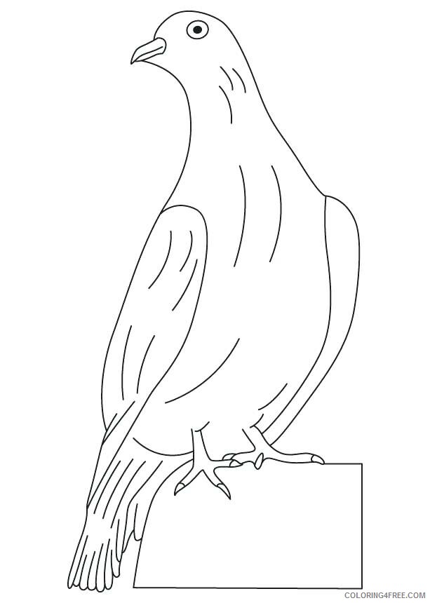 Doves Coloring Pages Animal Printable Sheets Dove Sitting 2021 1717 Coloring4free