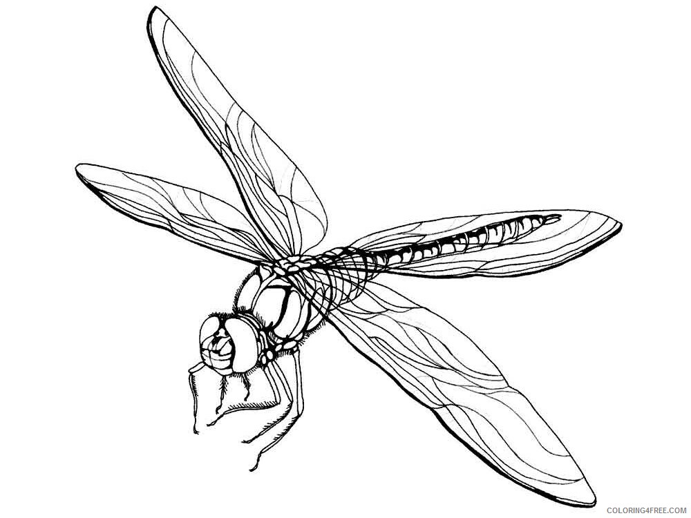 Dragonfly Coloring Pages Animal Printable Sheets Dragonfly 15 2021 1774 Coloring4free