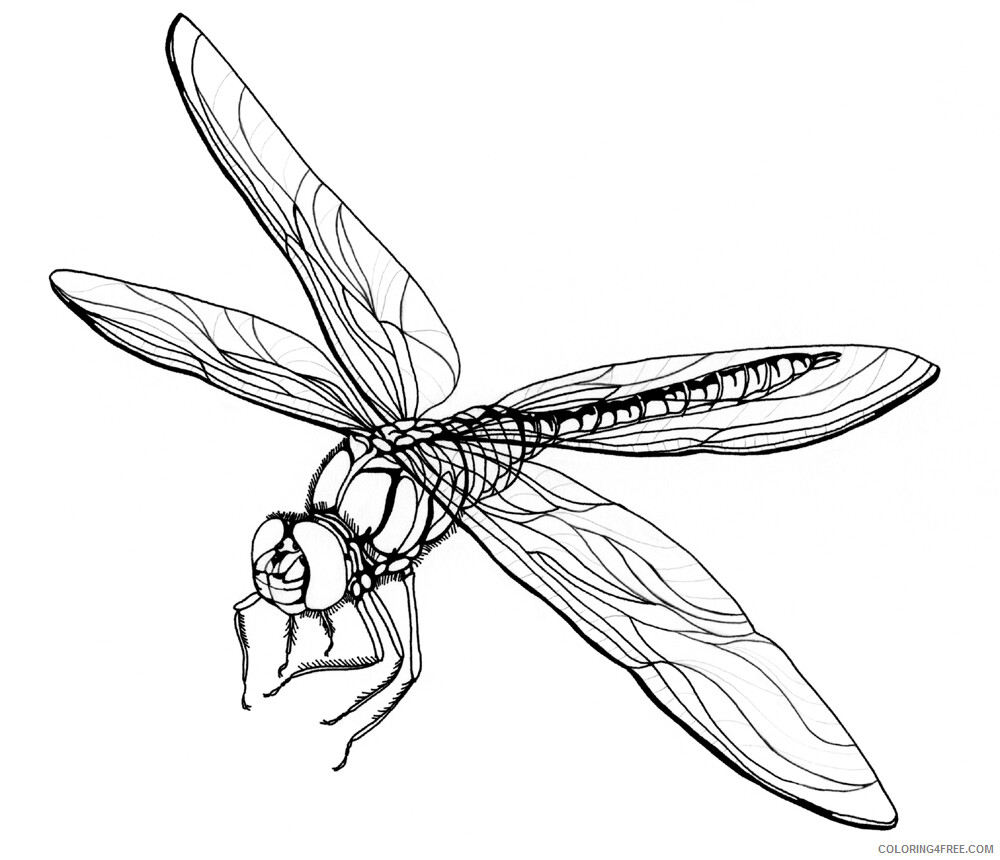 Dragonfly Coloring Pages Animal Printable Sheets Dragonfly 2021 1769 Coloring4free