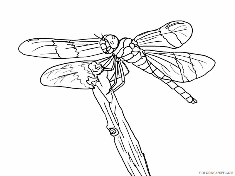 Dragonfly Coloring Pages Animal Printable Sheets Dragonfly 2021 1770 Coloring4free